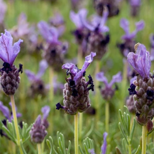 Lavender - Little Posie Mauve