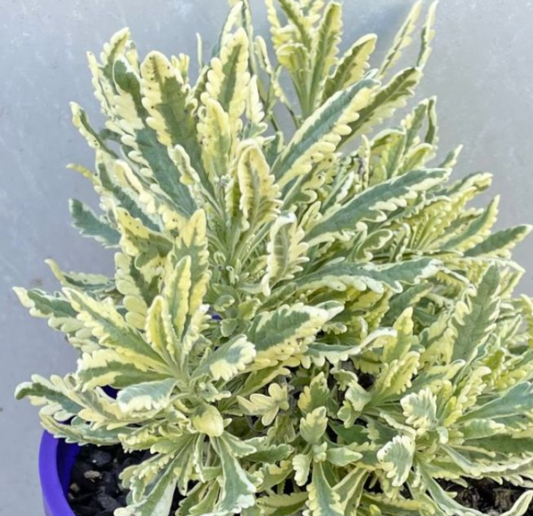 Lavender - Meerlo
