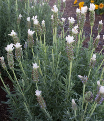 Lavender - Sensation White