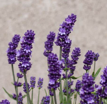 Lavender - Sentivia Blue