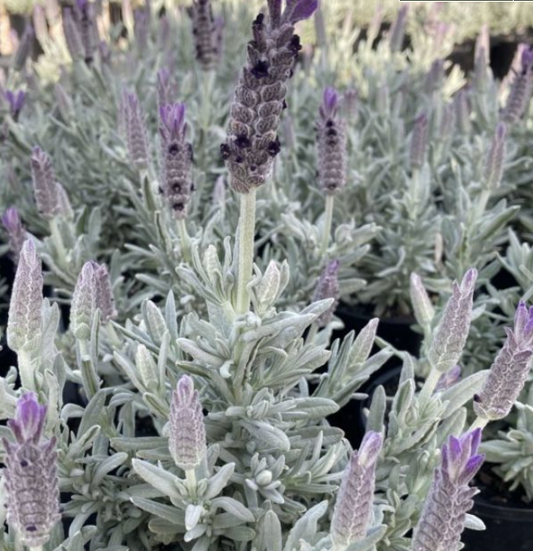 Lavender - Silverado