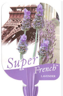 Lavender - Super French