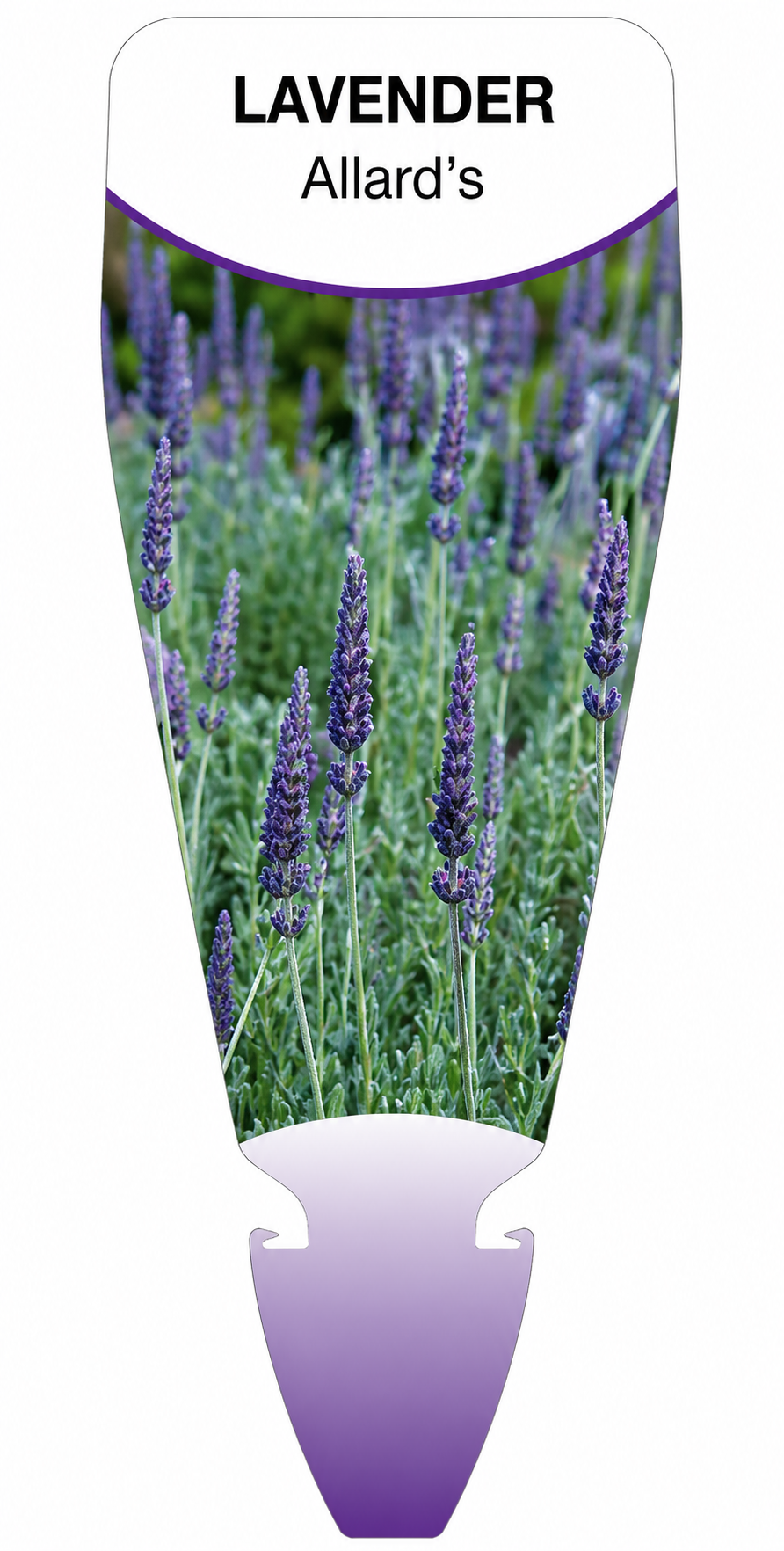 Lavender - allard's  Lavandula allardii