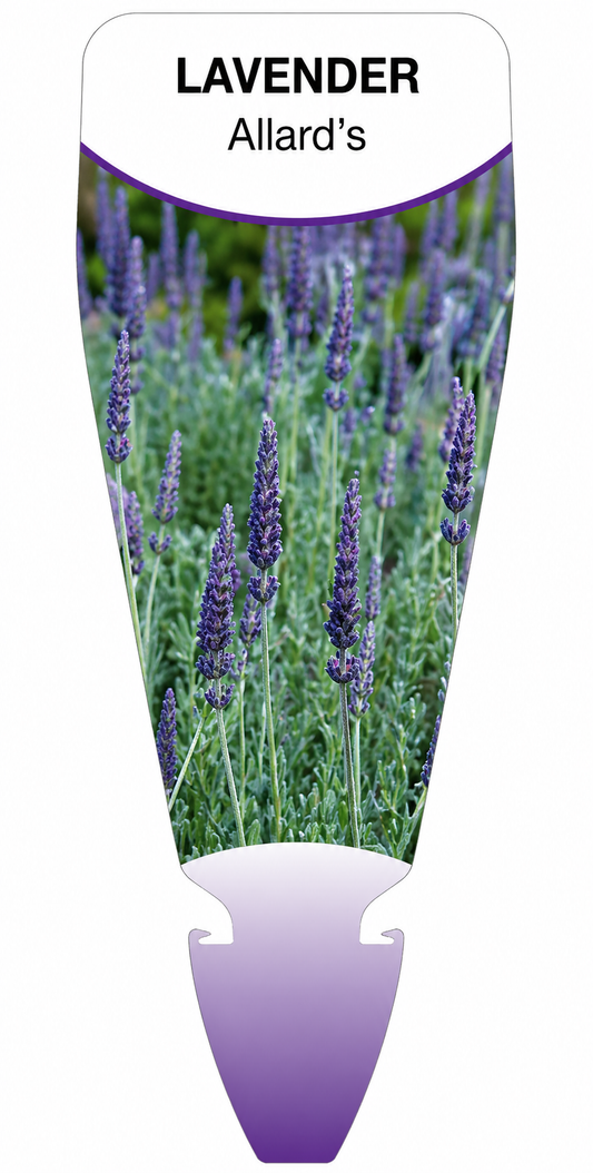 Lavender - allard's  Lavandula allardii