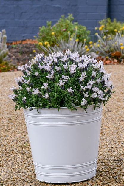 Lavender LAVINNOVA® ‘Blushberry Ruffles’