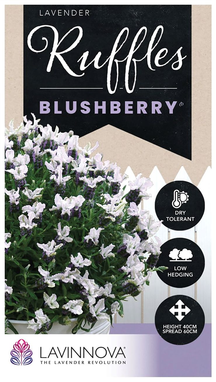 Lavender LAVINNOVA® Blushberry Ruffles
