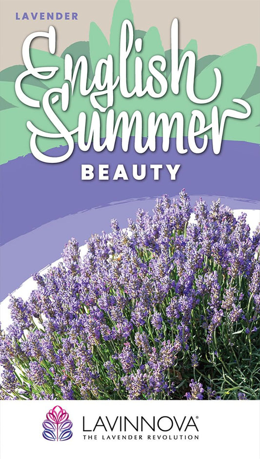 Lavender LAVINNOVA® ‘English Summer Beauty’
