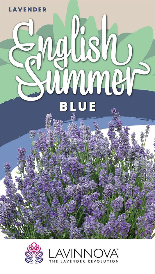 Lavender LAVINNOVA® ‘English Summer Blue’