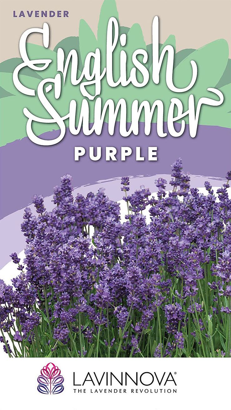 Lavender LAVINNOVA® ‘English Summer Purple’