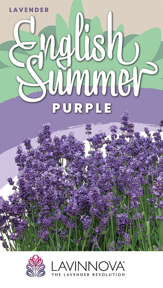 Lavender LAVINNOVA® ‘English Summer Purple’