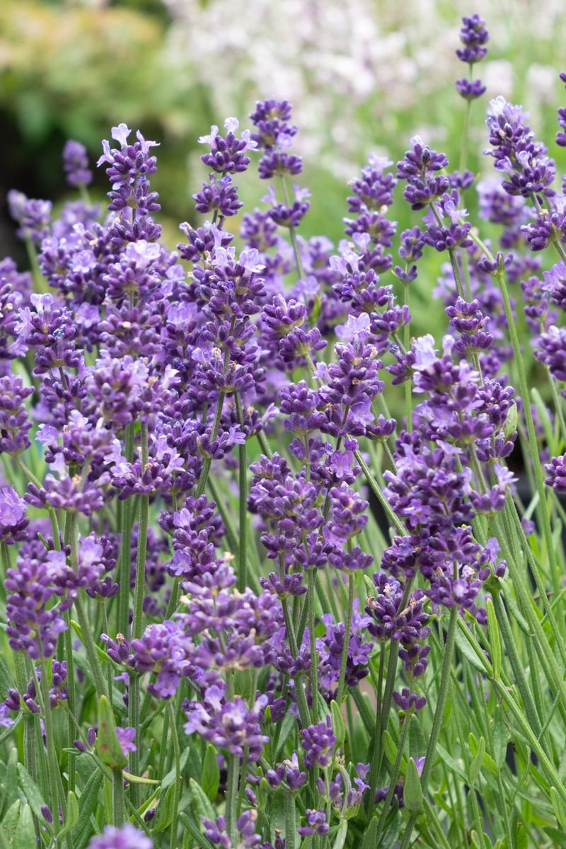 Lavender LAVINNOVA® ‘English Summer Purple’