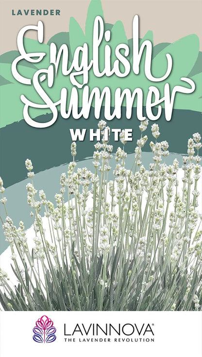 Lavender LAVINNOVA® ‘English Summer White’