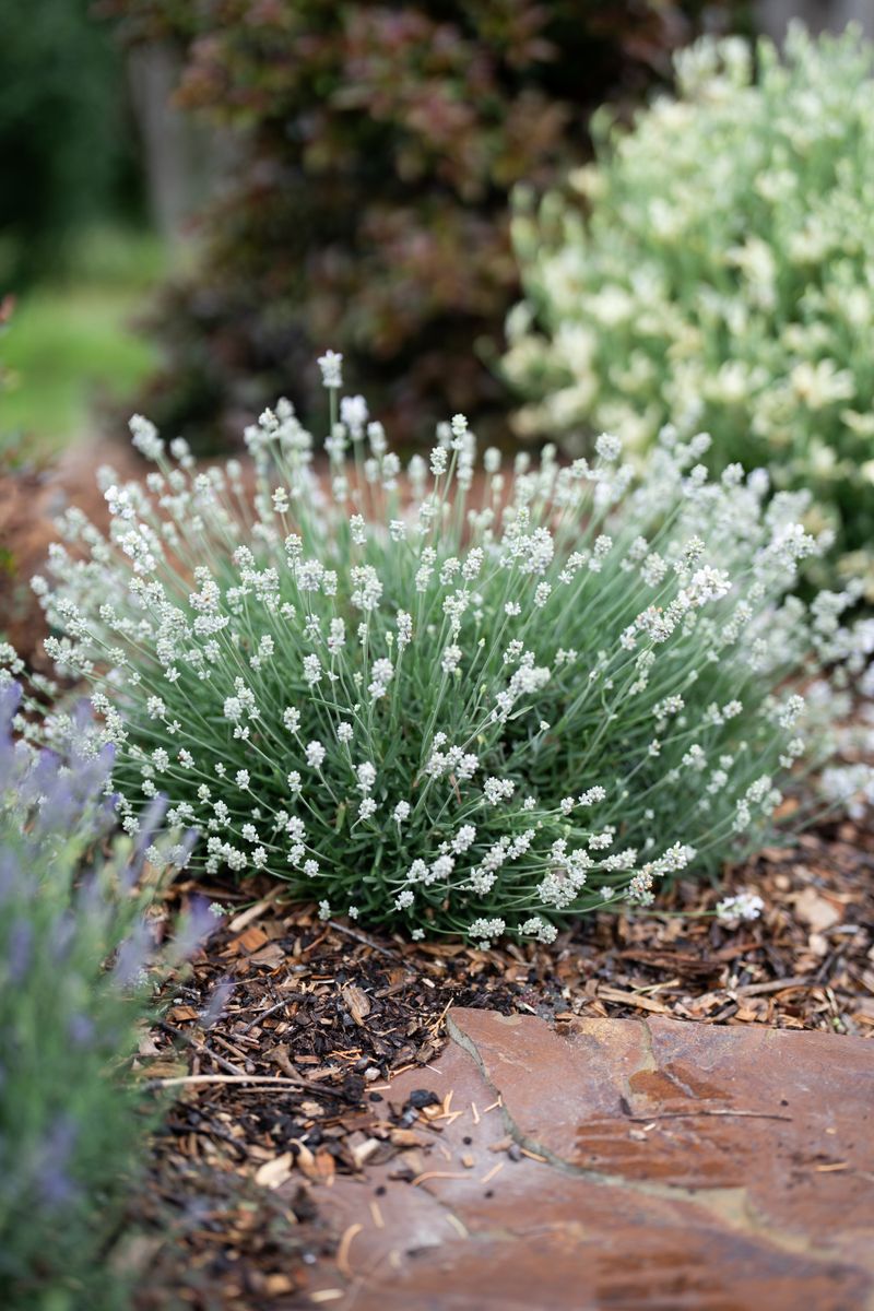 Lavender LAVINNOVA® ‘English Summer White’