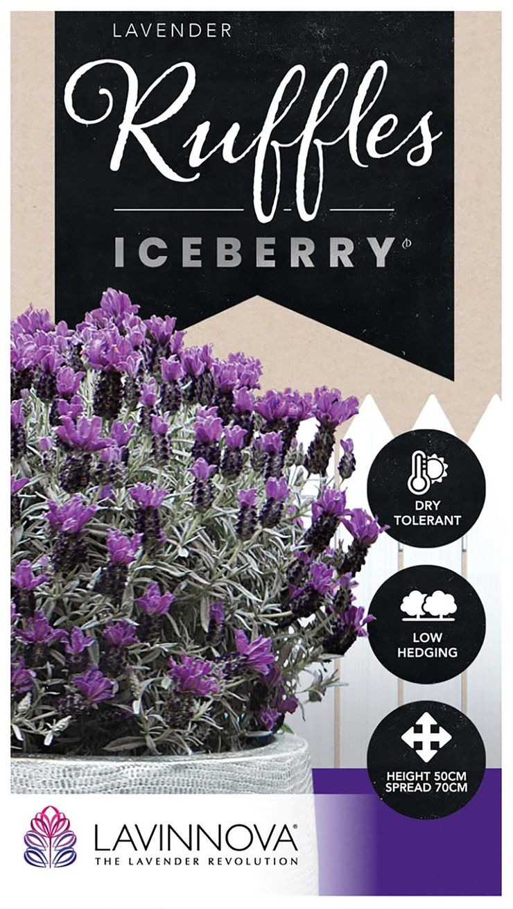 Lavender Raspberry Ruffles Lavender LAVINNOVA® 'Iceberry Ruffles’ – The Plant Broker