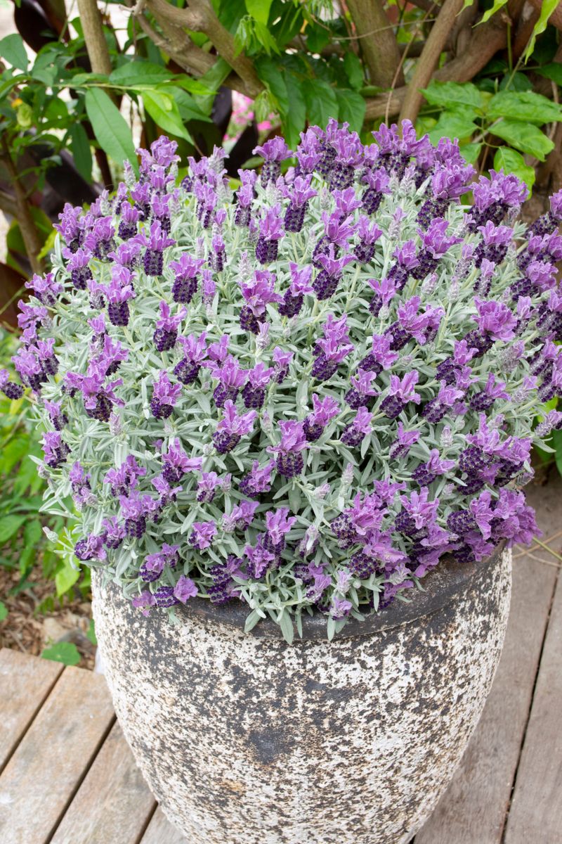 Lavender LAVINNOVA® 'Iceberry Ruffles’