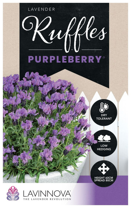Lavender LAVINNOVA® ‘Purpleberry Ruffles’