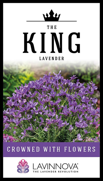 Lavender LAVINNOVA® ‘The King’