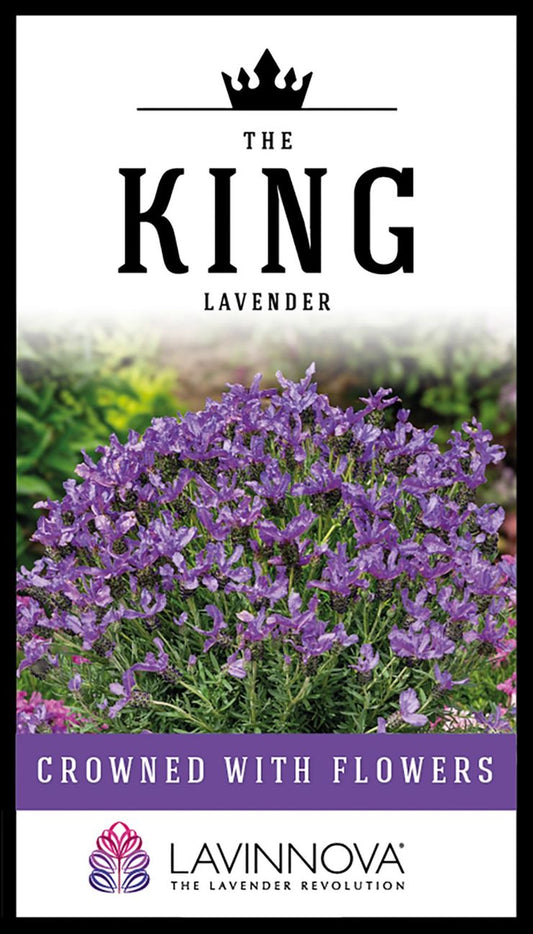 Lavender LAVINNOVA® ‘The King’