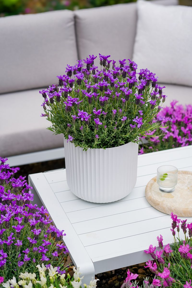 Lavender LAVINNOVA® ‘The King’