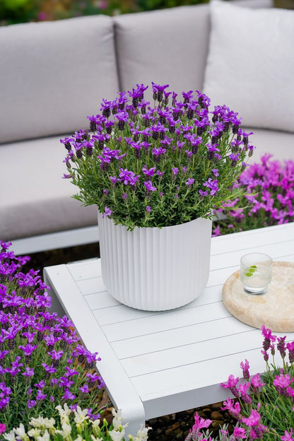 Lavender LAVINNOVA® ‘The King’