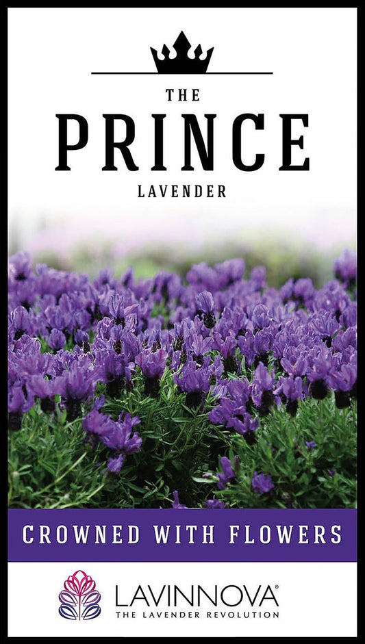 Lavender LAVINNOVA® ‘The Prince’