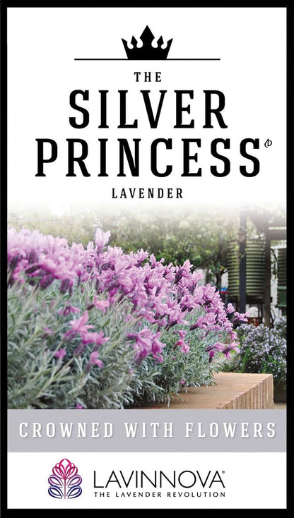 Lavender LAVINNOVA® ‘The Silver Princess’