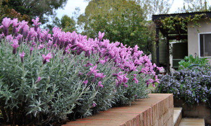 Lavender LAVINNOVA® ‘The Silver Princess’