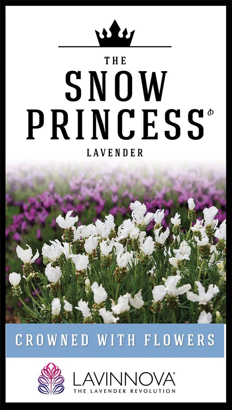 Lavender LAVINNOVA® ‘The Snow Princess’