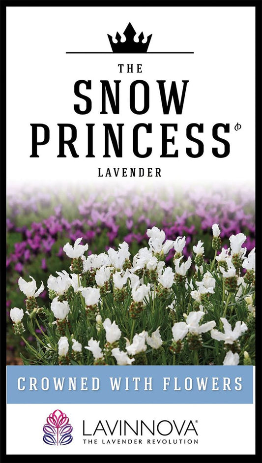 Lavender LAVINNOVA® ‘The Snow Princess’
