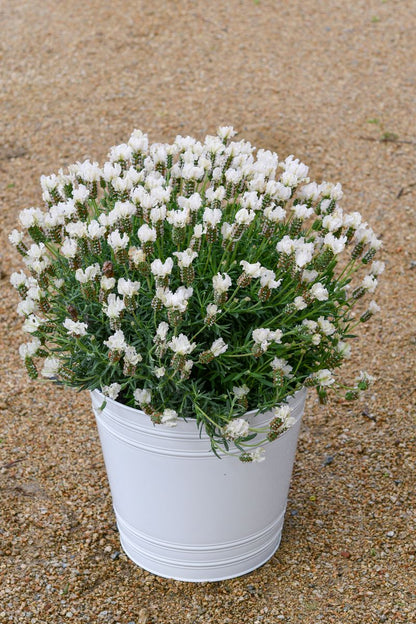 Lavender LAVINNOVA® ‘The Snow Princess’