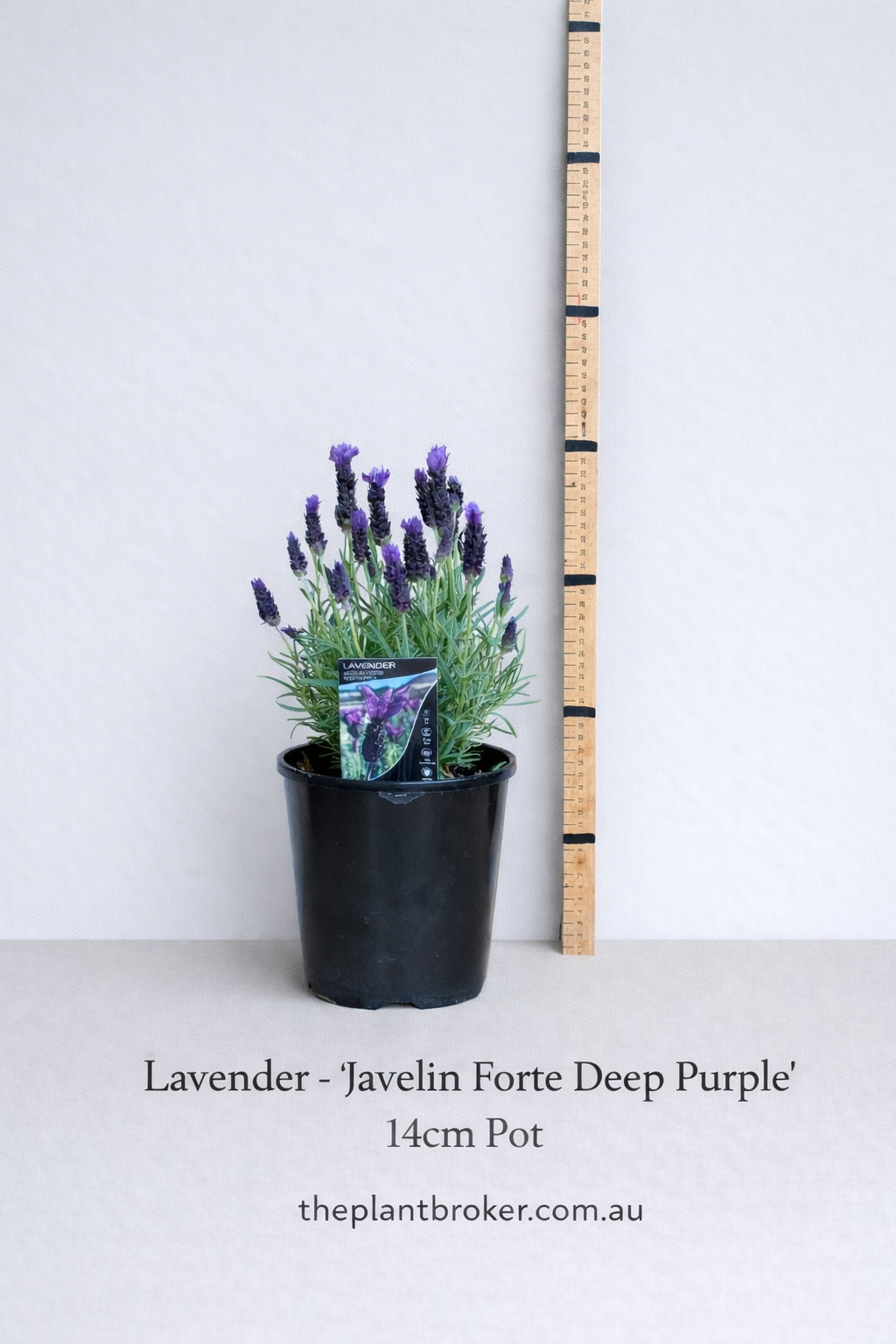 real lavender plant for bedroom Lavender