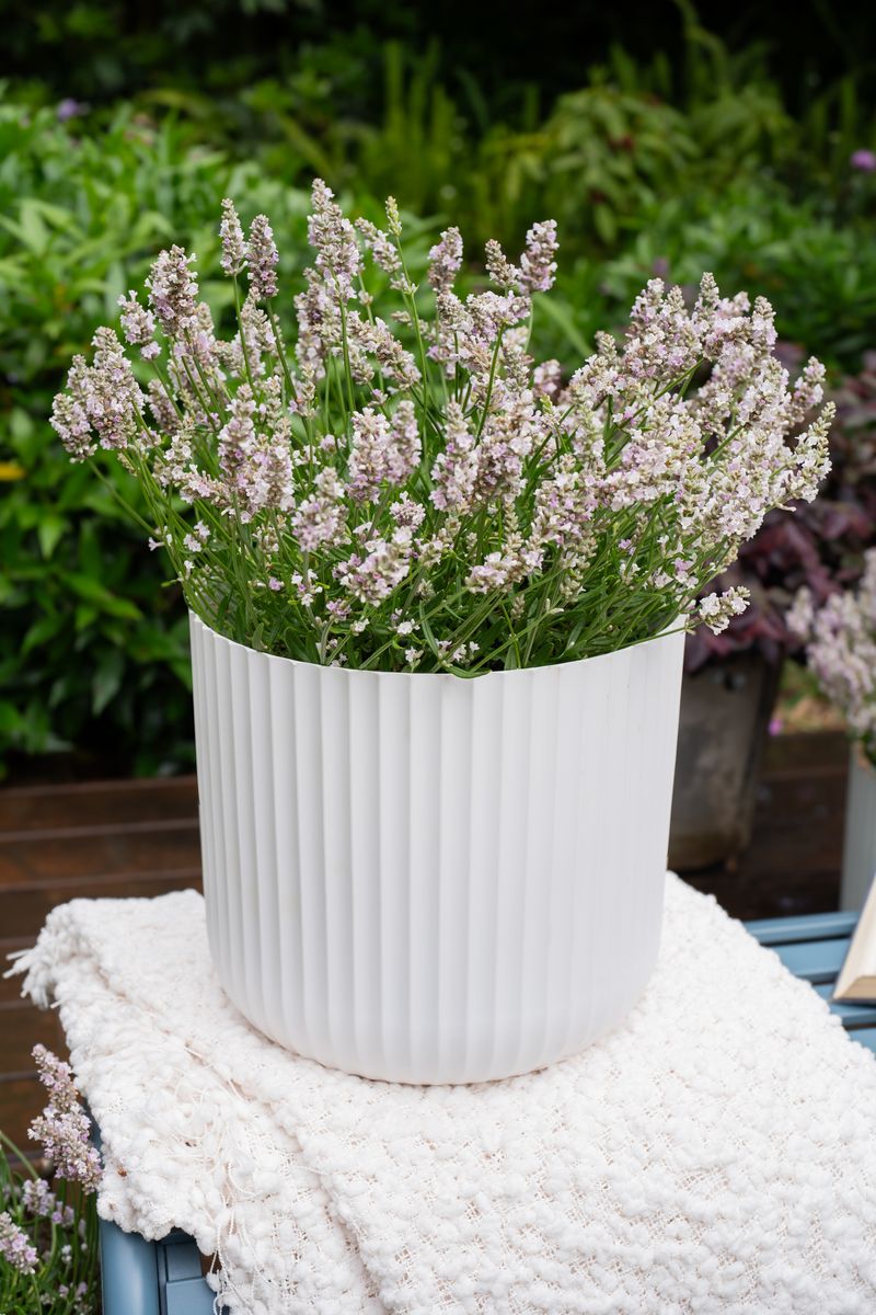 LAVINNOVA® Lavender ‘English Summer Dusk’