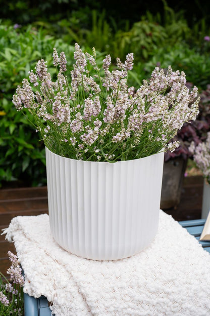 LAVINNOVA® Lavender ‘English Summer Dusk’