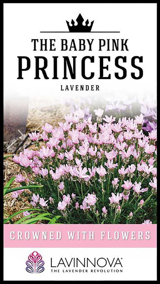 Lavender ‘LAVINNOVA® Baby Pink Princess’