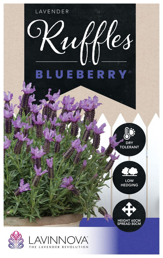 Lavender ‘LAVINNOVA® Blueberry Ruffles’