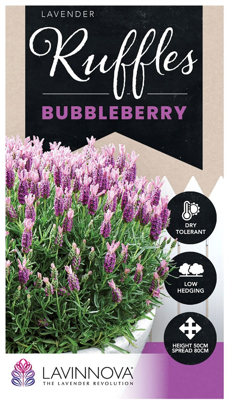Lavender LAVINNOVA® 'Bubbleberry Ruffles’ – The Plant Broker