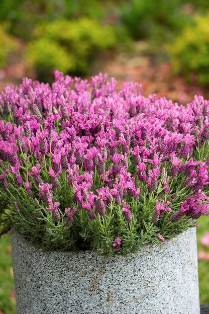 Lavender ‘LAVINNOVA® Bubbleberry Ruffles’