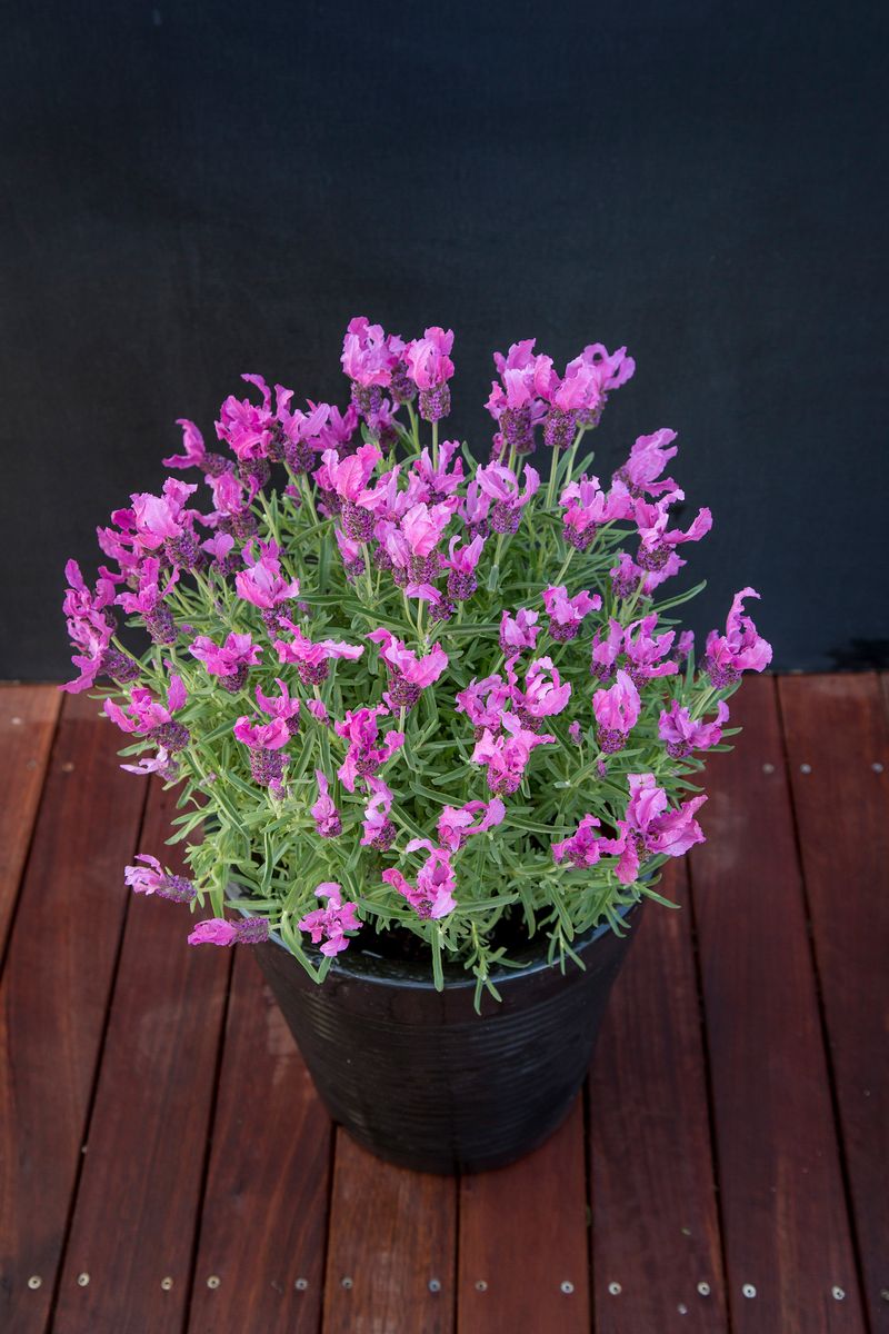 Lavender ‘LAVINNOVA® Fairy Wings Radiance’