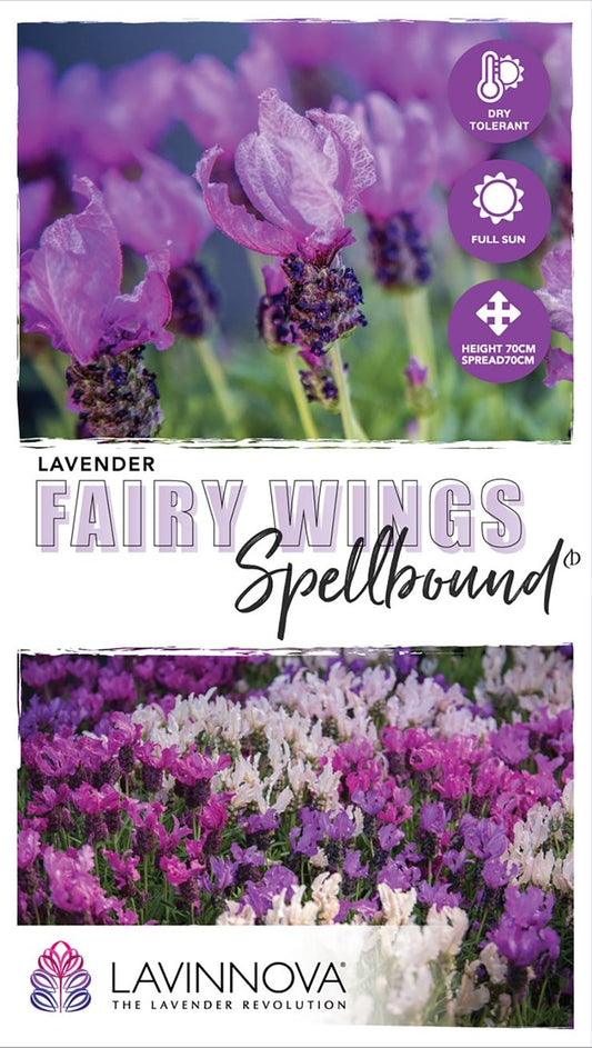 Lavender ‘LAVINNOVA® Fairy Wings Spellbound’