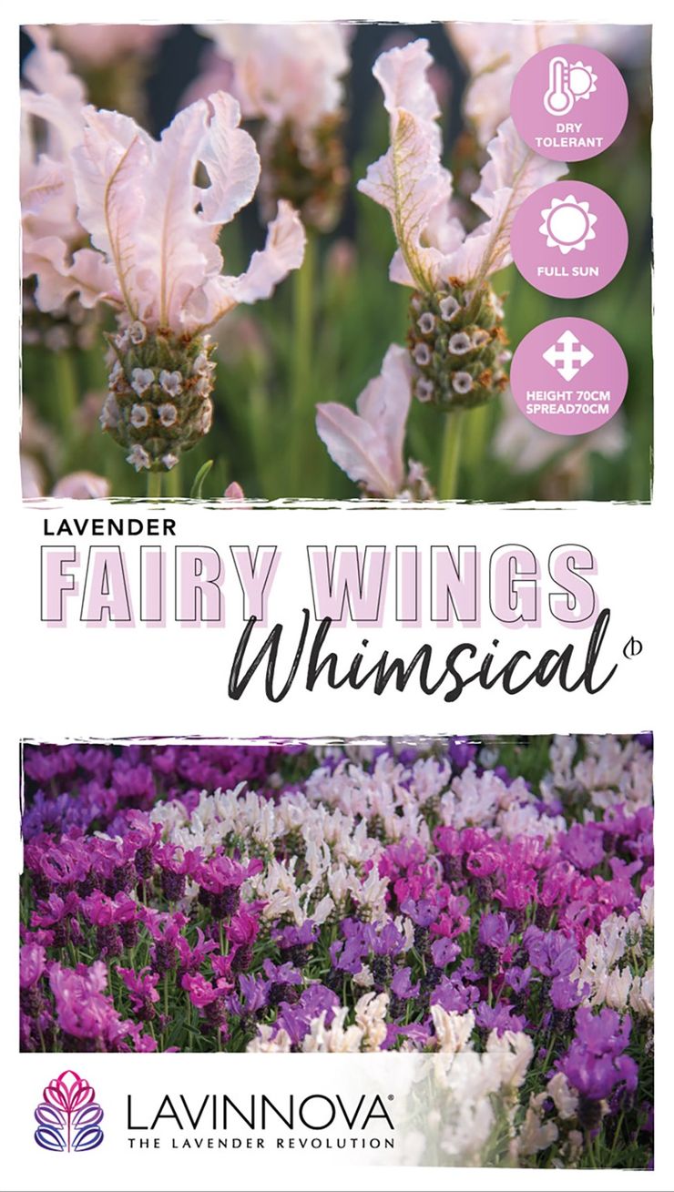 Lavender ‘LAVINNOVA® Fairy Wings Whimsical’
