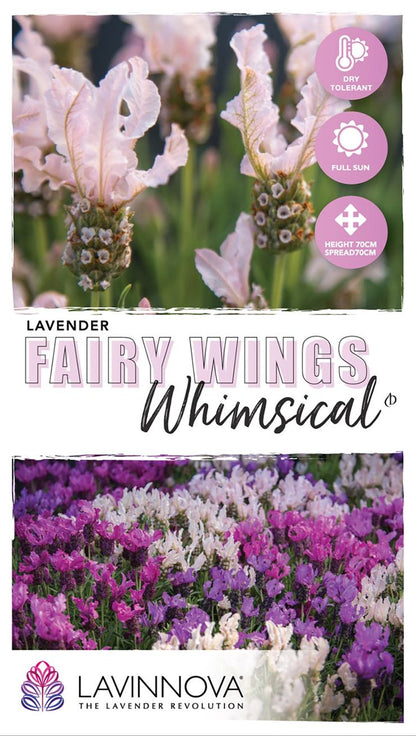 Lavender ‘LAVINNOVA® Fairy Wings Whimsical’