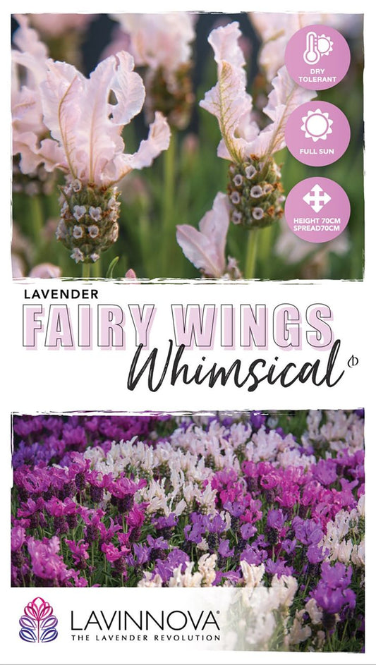 Lavender ‘LAVINNOVA® Fairy Wings Whimsical’