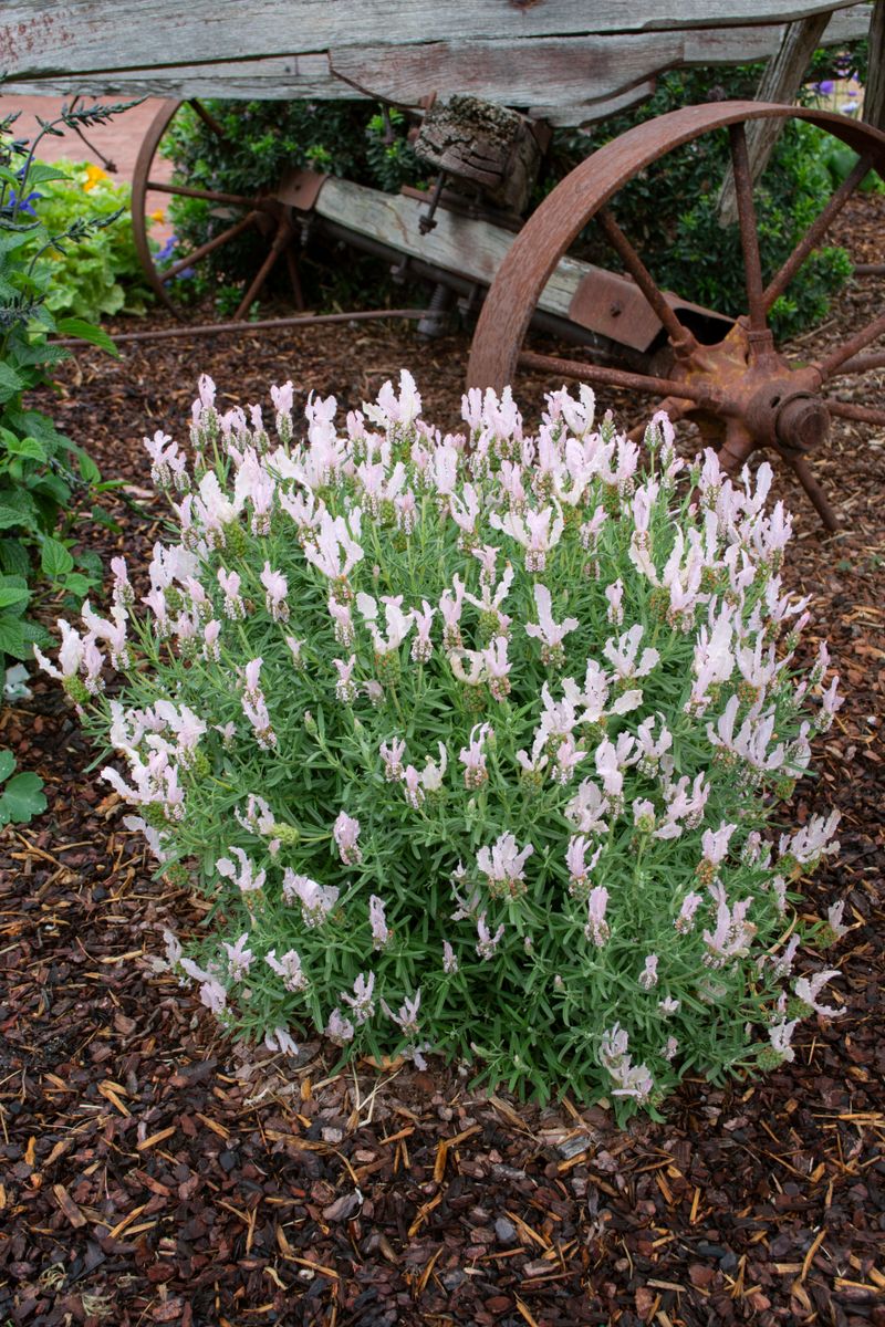 Lavender ‘LAVINNOVA® Fairy Wings Whimsical’