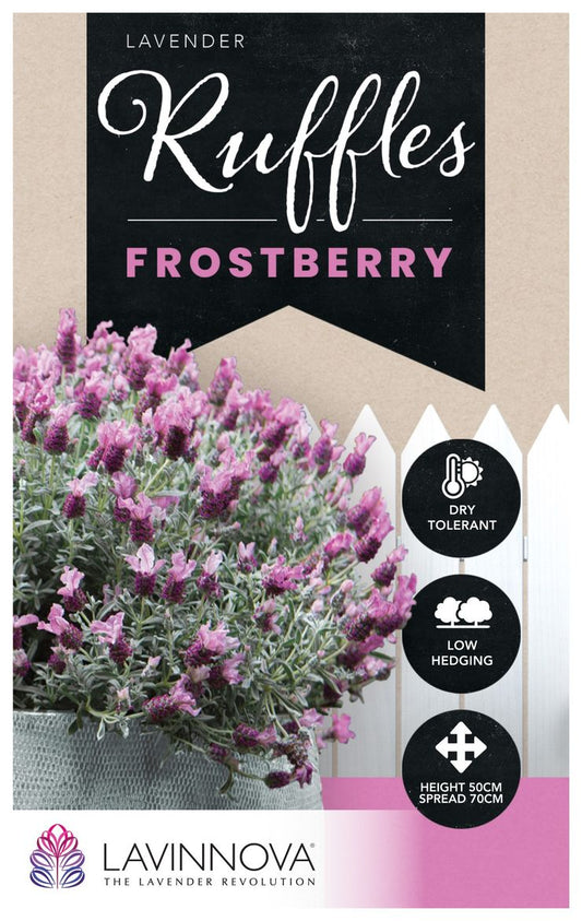 Lavender ‘LAVINNOVA® Frostberry Ruffles’