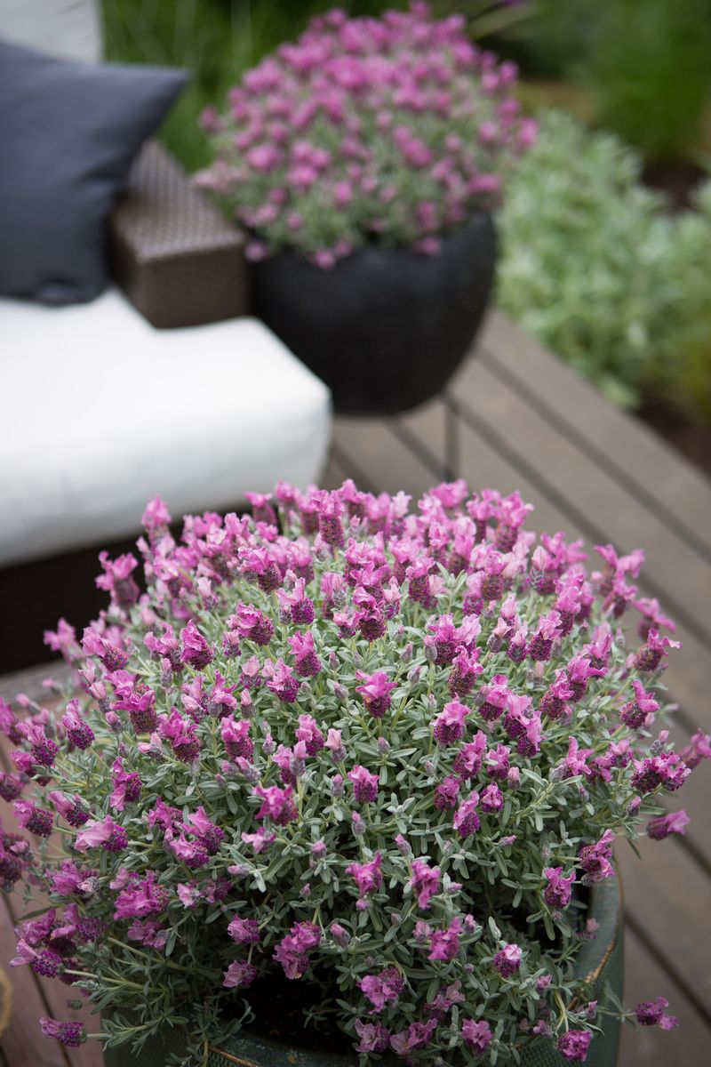 Lavender Raspberry Ruffles Lavender LAVINNOVA® 'Frostberry Ruffles’ – The Plant Broker