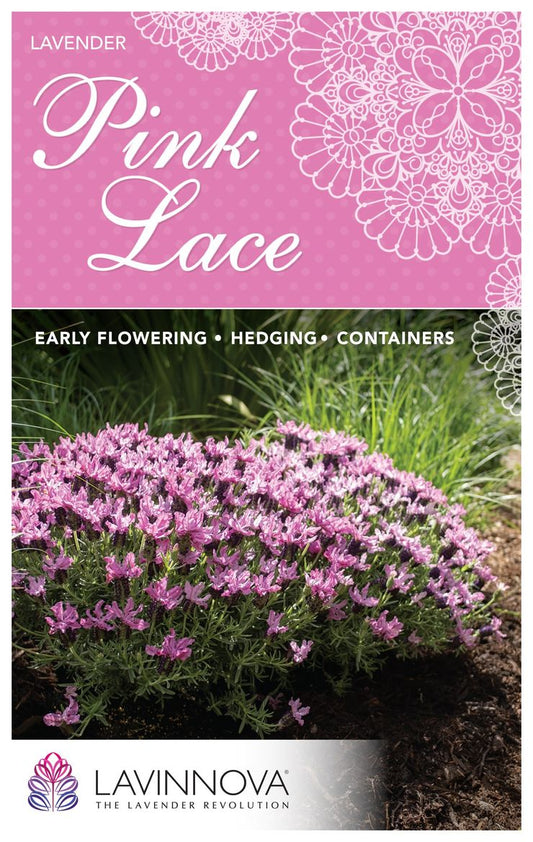Lavender ‘LAVINNOVA® Pink Lace’