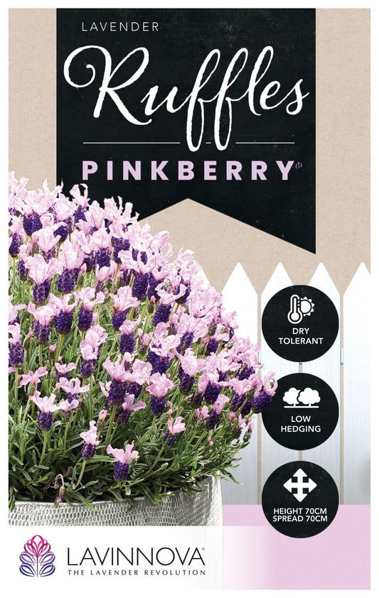 Lavender ‘LAVINNOVA® Pinkberry Ruffles’