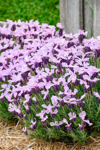 Lavender ‘LAVINNOVA® Pinkberry Ruffles’