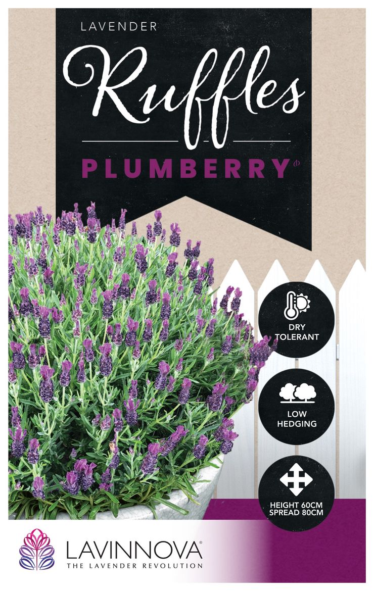 Lavender ‘LAVINNOVA® Plumberry Ruffles’