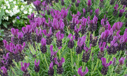 Lavender ‘LAVINNOVA® Plumberry Ruffles’